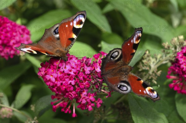 Two peacock butterflies (Aglais io) on the same flower of the summer lilac (buddleja davidii)