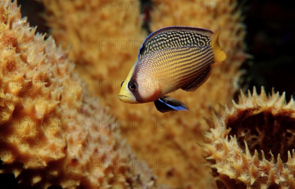 Magnificent dwarf perch, Pseudochromis splendens, Indonesia, Wakatobi Dive Resort, Sulawesi, Indian
