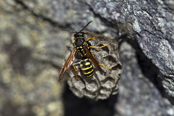 Mountain field wasp (Polistes biglumis), animals, insects, wasp, wasps, field wasp, wasps,