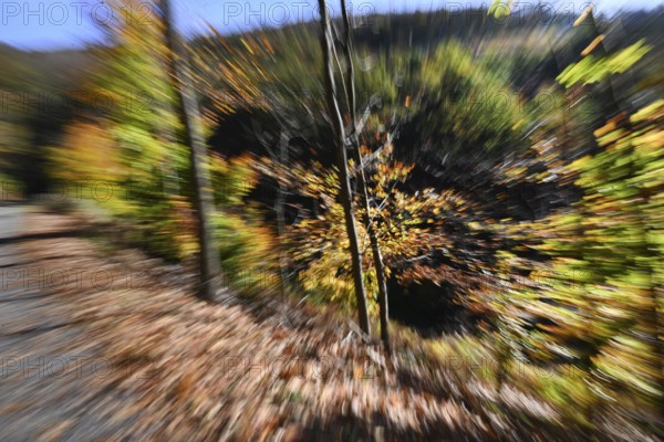DEU, Germany, Iserlohn: The autumn colours enchant the forest in the Sauerland and also the people