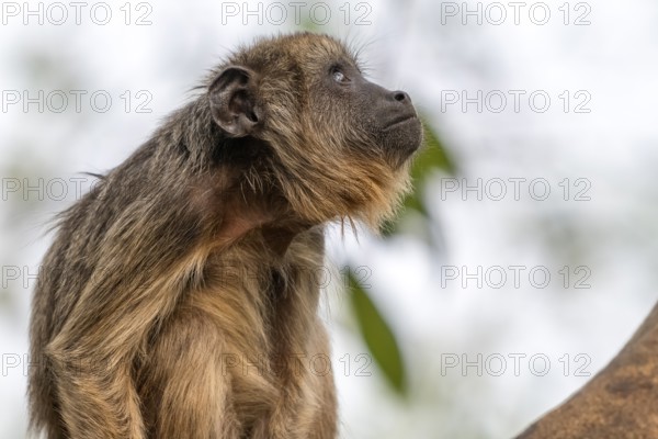 Black howler (Alouatta), juvenile, animal portrait, Pantanal, inland, wetland, UNESCO Biosphere