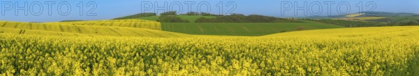 Landscape with yellow rapeseed cultures and green hills, in the beautiful South Moravia region, in