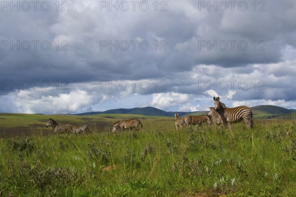 Herd of zebra's standing in the plains and nature of Nyika national park, Malawi, Africa, dramatic