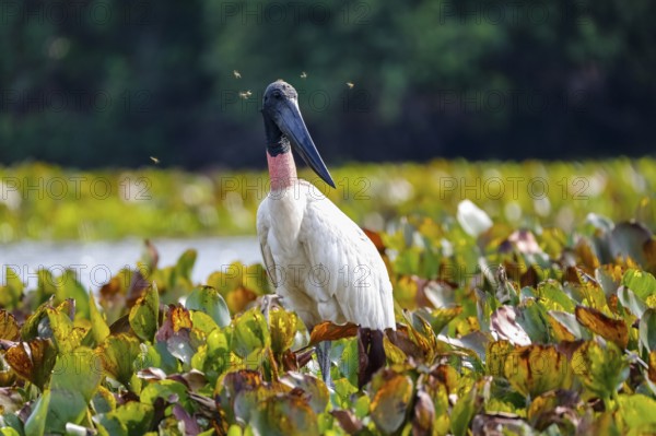 Close up of a Jabiru stork with horse flies around its head, standing in a lagoon with water