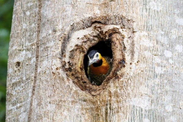 Close-up of a Campo flicker looks out of a tree hole, Pantanal Wetlands, Mato Grosso, Brazil, South