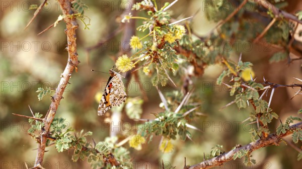 A butterfly rests on thorny twigs with yellow flowers in a dry, warm environment, a thistle