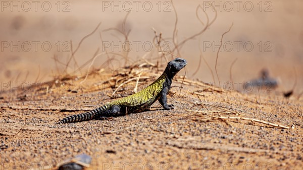 A lizard sits on sandy ground with dry branches in the desert, North African Thorntail Agama