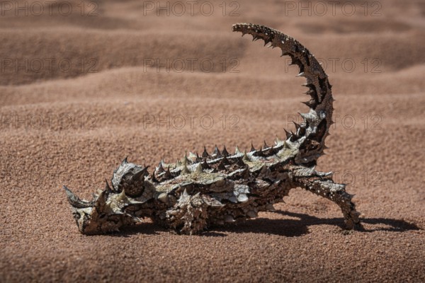 Thorny devil, or thorny devil (Moloch horridus), also Moloch, Shark Bay, Western Australia,