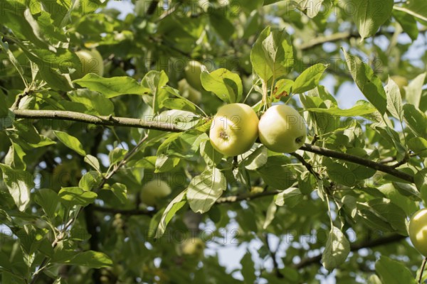 Gelber Richard, German apple cultivar, Germany, Europe