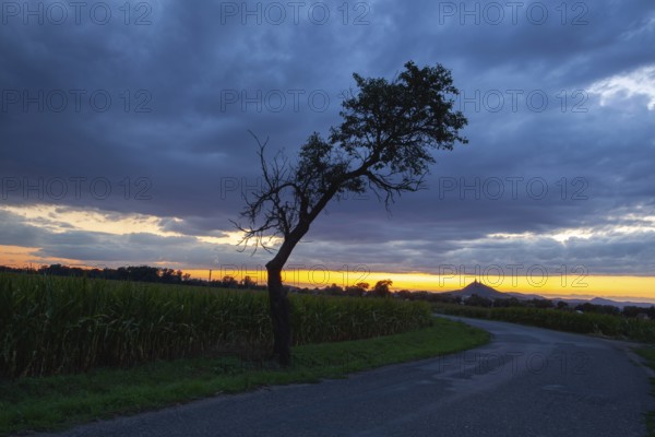 On the empty road between fields before harvesting at dramatic sunter. On the horizon silhouette of