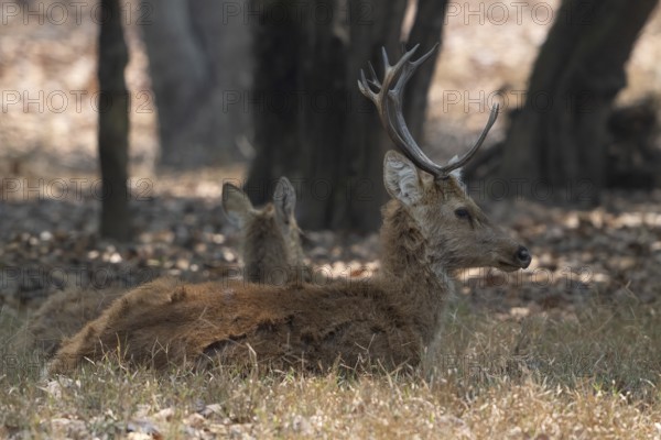 Sambar (Cervus unicolor), roe deer, horse deer, noble deer, resting in the shade, Kanha National