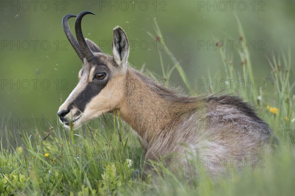 Chamois (Rupicapra rupicapra) lying, resting in fresh green grass of an alpine meadow in