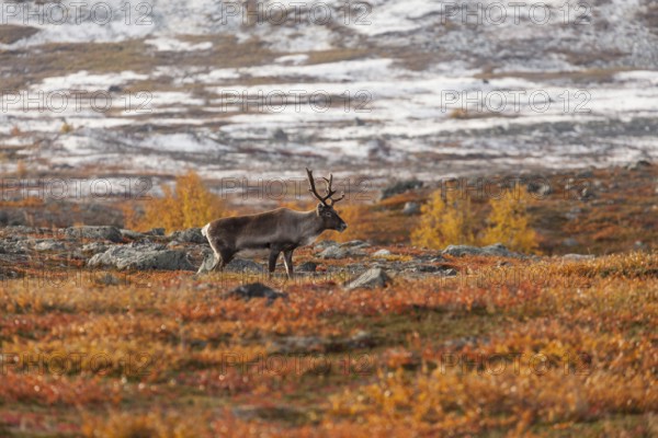 Reindeer in Lapland, northern Sweden at Abisko National Park. Autumnal atmosphere with snow-covered