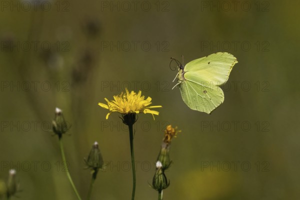 A brimstone (Gonepteryx rhamni) approaching the flower of rough hawksbeard (Crepis biennis), Hesse,