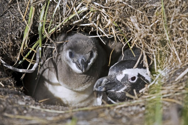 Magellanic Penguin (Spheniscus magellanicus) with chick in burrow, Isla Yecapasela at Estancia