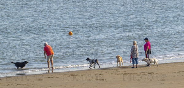Group of elderly dog owners walking along the coast with their unleashed dogs on sandy beach in