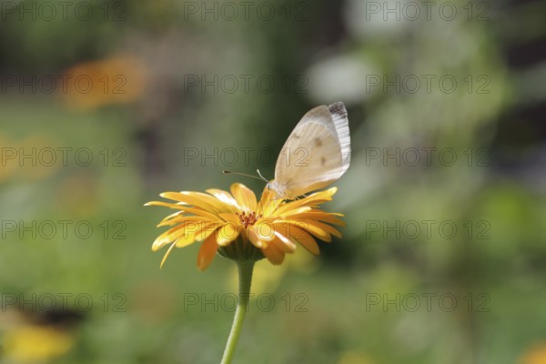 Small white (Pieris rapae), butterfly, macro, marigold, nectar, The Small white sucks nectar from