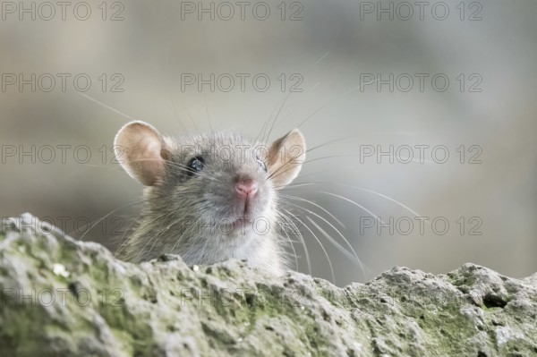 A juvenile Norway rat (Rattus norvegicus) gazing curiously over a stone edge with clearly