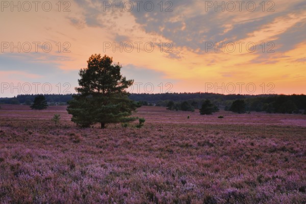 Blooming heathland at Wilseder Berg in the Lüneburg Heath nature park Park at sunset, Lower Saxony,