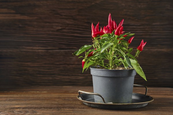 A lively chili pepper plant with bright red fruits is situated in a black pot on a dark wooden