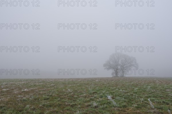 Foggy landscape with three trees and in the foreground frozen grasses in a meadow, landscape photo,