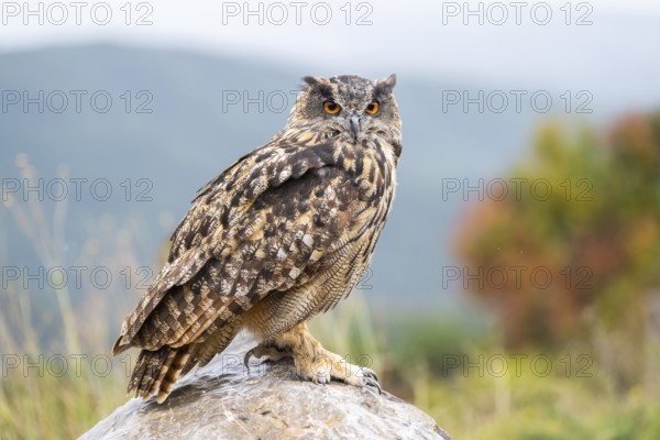 Eurasian eagle-owl (Bubo bubo), captive, sitting on a rock with autumn colors, Pyrenees, Catalonia,