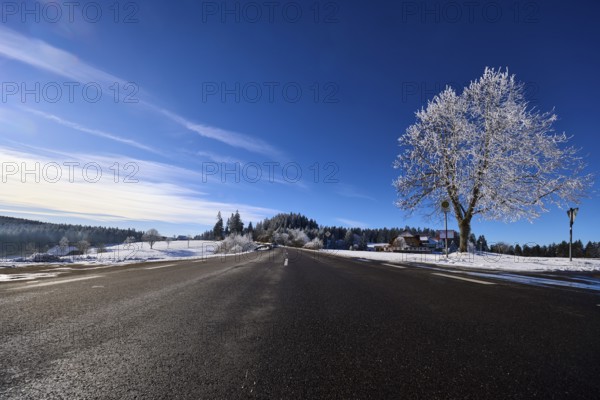 Federal road B500, winter landscape, free-standing snow-covered tree, deep blue sky with veil