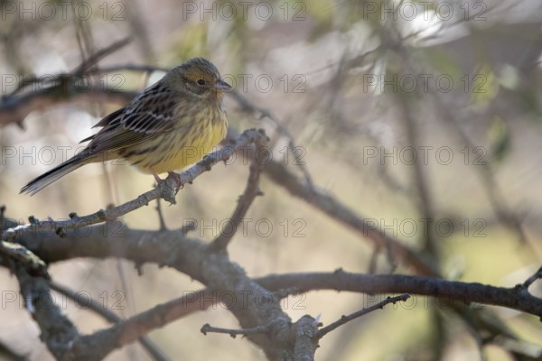 Yellowhammer (Emberiza citrinella) with yellow plumage on a branch in a light-coloured natural