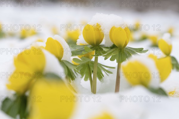 Yellow winter aconites fight their way through the freshly fallen snow, a sign of spring,