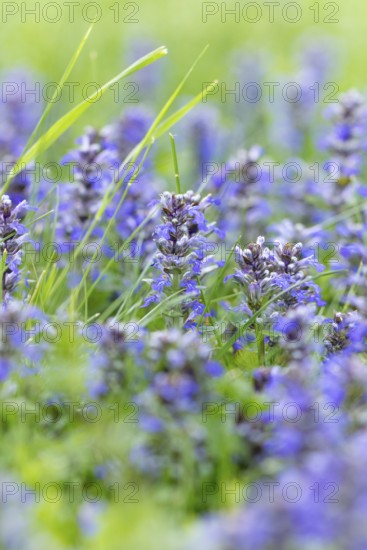 Common selfheal (Prunella vulgaris) in a green spring meadow, Ternitz, Lower Austria, Austria,