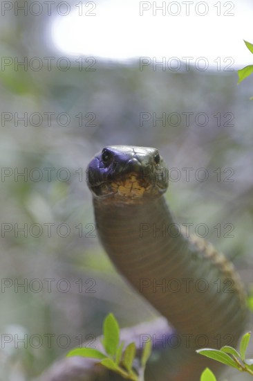 Cobra (Naja naja), erect, view into the camera, animal portrait, occurrence in Africa, captive,
