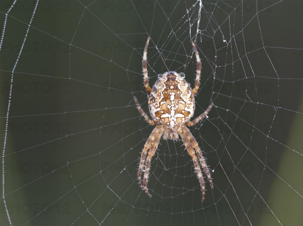 Garden cross spider (Araneus diadematus) sits in the spider's nest and is still wet with the last