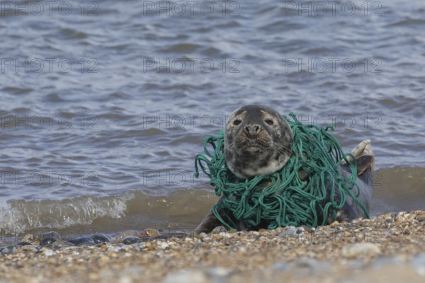 Grey seal (Halichoerus grypus) adult animal resting on a beach with netting wrapped around its