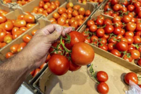 A person is holding a tomato in a store. There are many tomatoes in the store, some of which are in