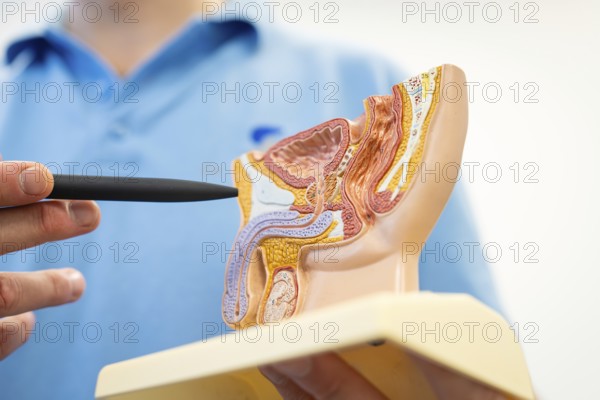 Medical demonstration with the anatomical model of a male abdomen, detailed, Urology, Germany,
