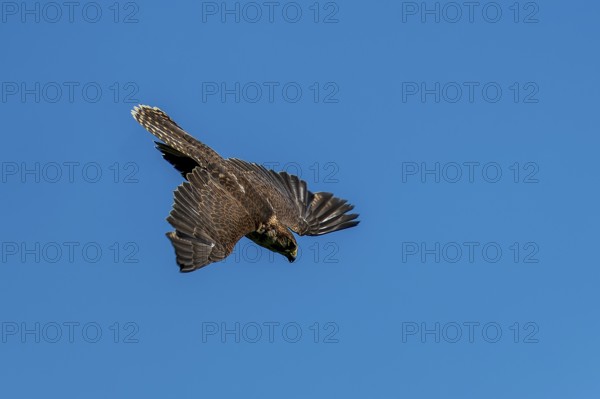 A brown bird of prey hovers in the air with its wings spread out against a clear sky, Saker Falcon,