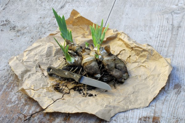 German iris (Iris germanica) rhizome, prepared for division, Bartiris, knife