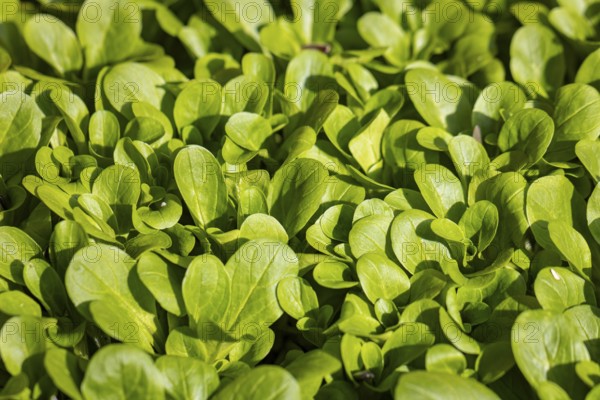 Fresh green corn salad (Valerianella locusta) in a vegetable patch under sunlight, full size,