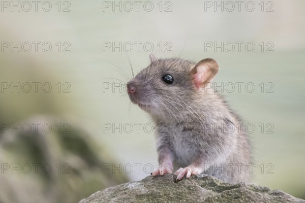 A juvenile Norway rat (Rattus norvegicus) sitting attentively on a rock with a blurred greenish