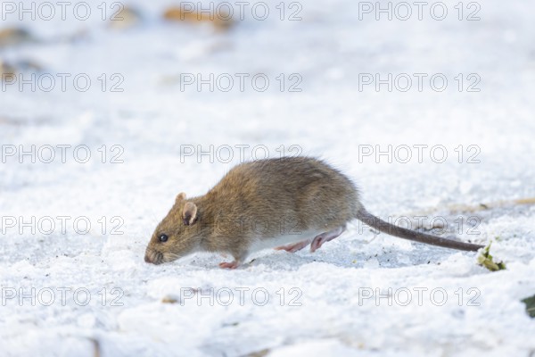 Brown rat (Rattus norvegicus) adult animal searching for food on a frozen pond, England, United