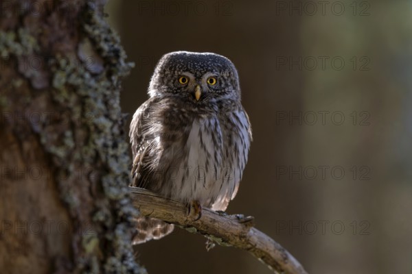 Pygmy Owl (Glaucicium passerinum), sitting on the branch of a tree, Pirchner Ast, Schwaz, Tyrol,