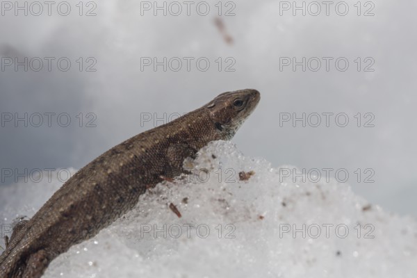 One viviparous lizard, Zootoca vivipara (formerly Lacerta vivipara), resting on snow in early