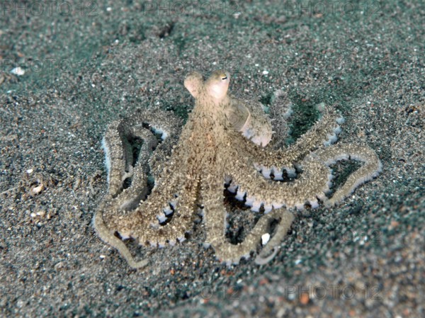 A marbled octopus (Amphioctopus aegina) with outstretched tentacles on sand, dive site Puri Jati,