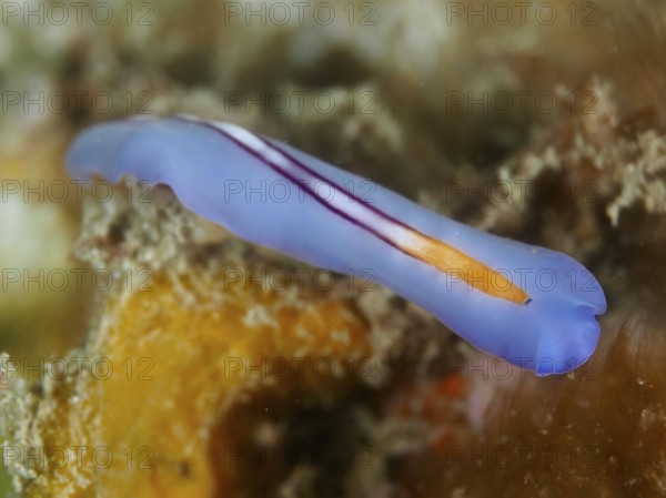 Narrow blue racing stripe whirlpool worm (Pseudoceros bifurcus) with orange stripes under water,