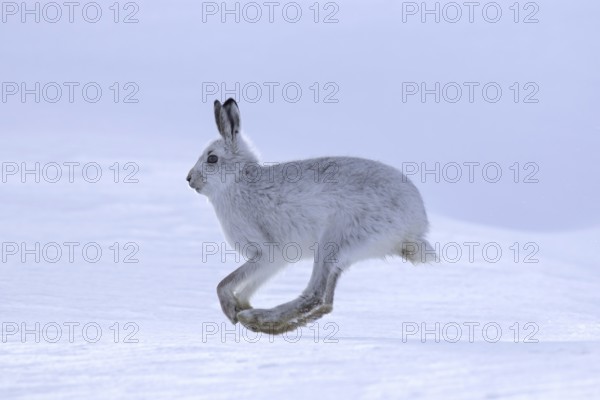 Mountain hare (Lepus timidus), Alpine hare, snow hare in winter pelage running in the snow,