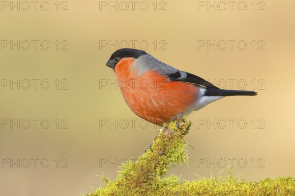 Bullfinch (Pyrrhula pyrrhula), Gimbel, male sitting on mossy branch, wildlife, finches, animals,