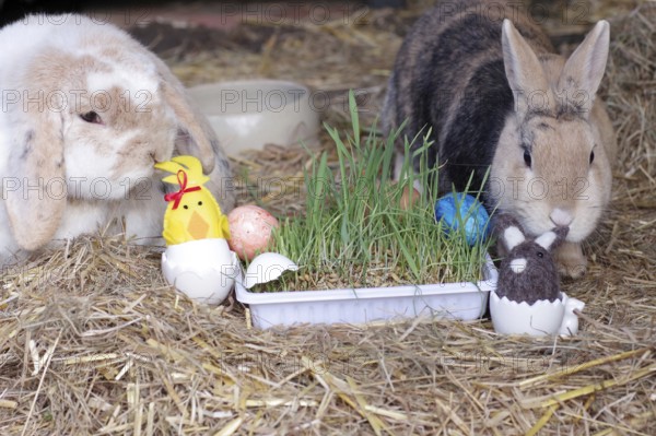 Easter, rabbit, ram rabbit, cute, Easter nest, Two rabbits examine the colourful Easter decorations