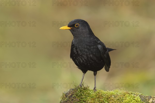 Blackbird (Turdus merula), male sitting on a moss-covered stone, wildlife, winter, animals, birds,