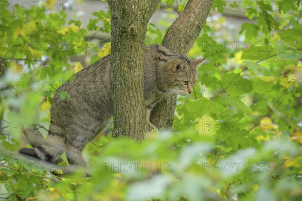 European wildcat or forest cat (Felis silvestris) in the wildcat enclosure at the Thayatal National
