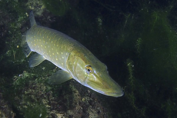 A pike (Esox lucius) swimming in the green, overgrown underwater, dive site Zollbrücke, Rheinau,